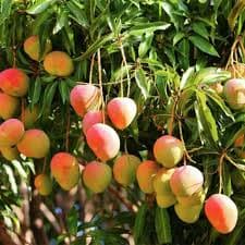 KOTTUR KONAM MANGO