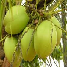 KUTTIYADI COCONUT TREE