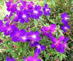 MELESTOMA VIOLET
